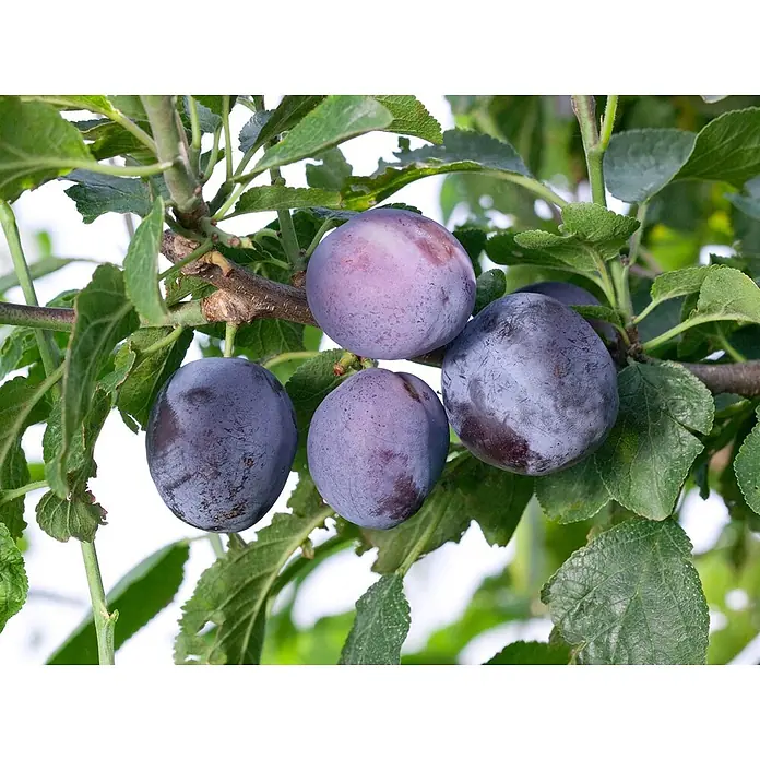 Pflanzen für dich Obstbaum 150-200 cm - Prunus domestica 'Herman' - Reife lila Pflaumen hängen an einem grünen belaubten Ast.
