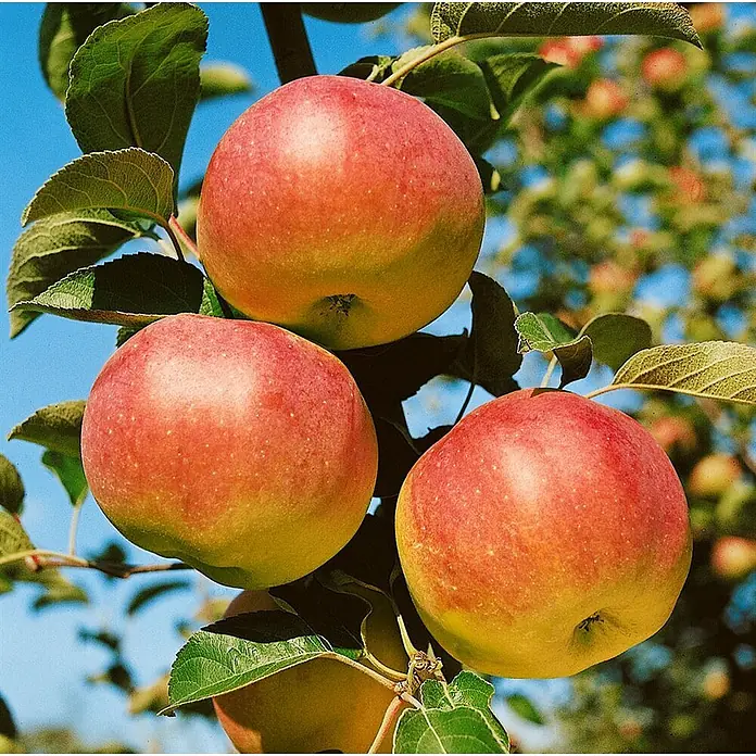 Pflanzen für dich Obstbaum 150-200cm - Malus 'Ontario' - Drei reife rot-gelbe Äpfel an einem Baumzweig mit grünen Blättern.