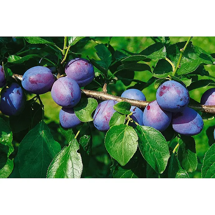 Pflanzen für dich Obstbaum 150-200 cm - Prunus domestica 'Herman' - Reife violette Pflaumen hängen an einem belaubten Baumzweig.