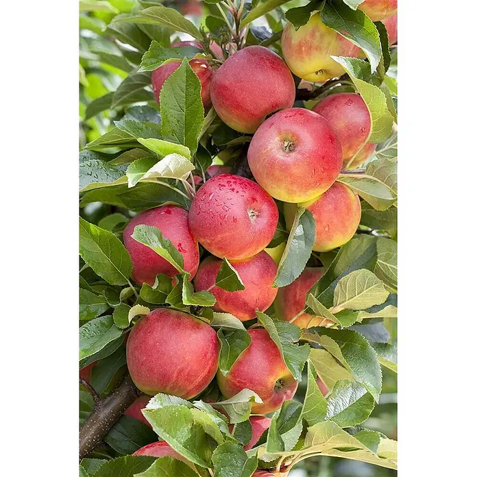 Pflanzen für dich Obstbaum 40 cm - Malus domestica 'Elstar' - Rote und gelbe Äpfel mit Wassertropfen, reifend an einem belaubten Ast.