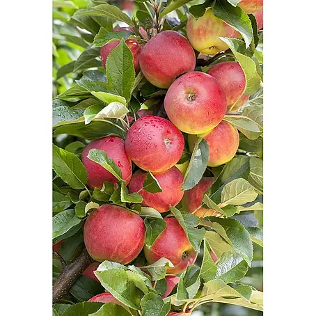 Pflanzen für dich  Obstbaum 40 cm