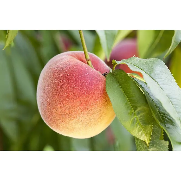 Pflanzen für dich Obstbaum 150-200cm - Prunus persica 'South Haven' - Ein reifer, flaumiger Pfirsich in Rot-, Orange- und Gelbtönen, der an einem Ast zwischen grünen Blättern hängt.