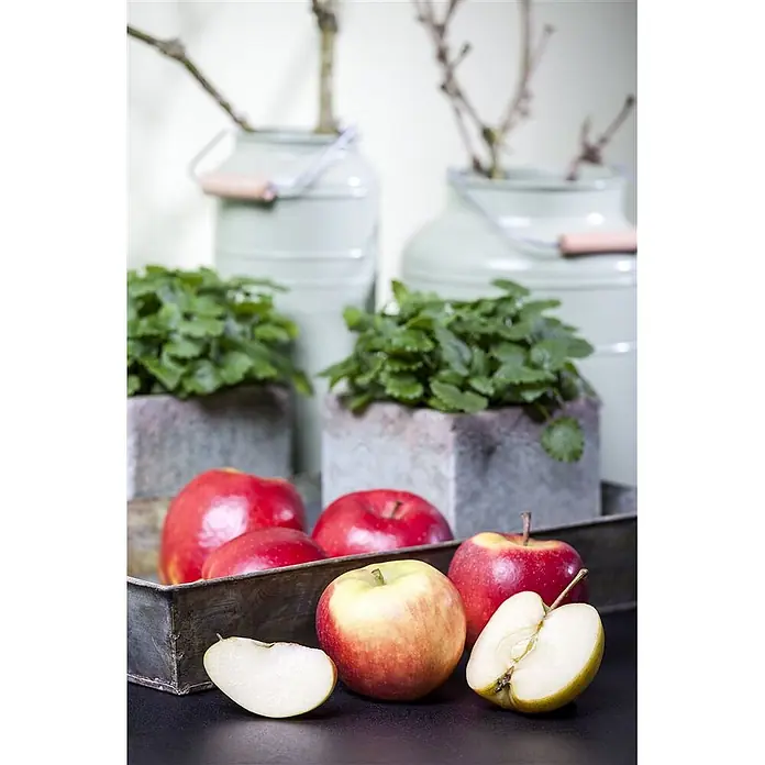 Pflanzen für dich Obstbaum 150-200cm - Malus domestica 'Elstar' - Frische rote und gelbe Äpfel, teils geschnitten, in rustikalem Metalltablett mit Grünpflanzen und Deko-Milchkannen im Hintergrund.