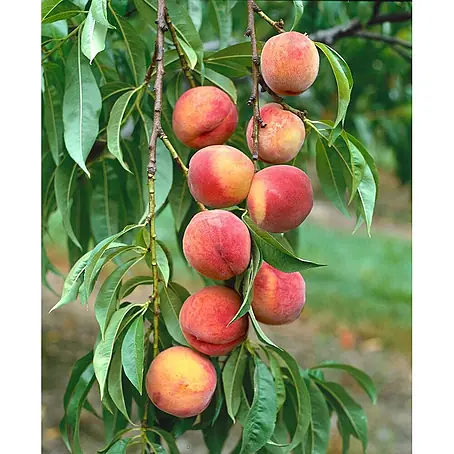 Pflanzen für dich  Obstbaum 150-200 cm