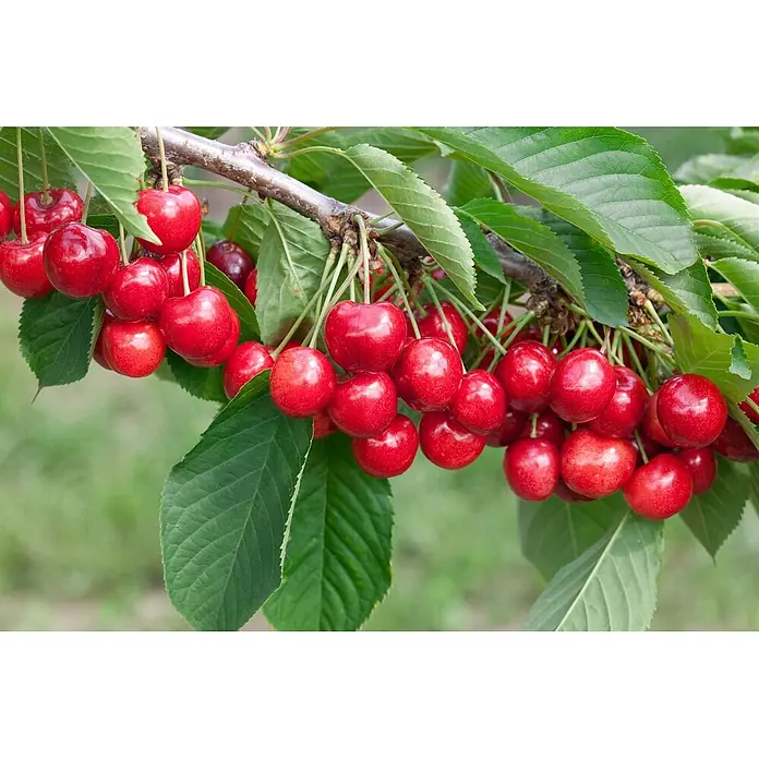 Pflanzen für dich Obstbaum 150-200cm - Prunus avium 'Lapins' - Leuchtend rote Kirschen hängen in Trauben an einem belaubten Ast.