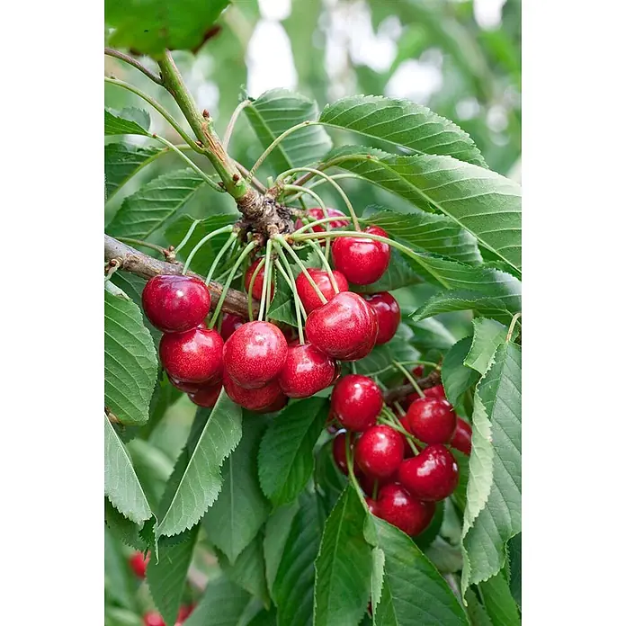 Pflanzen für dich Obstbaum 150-200cm - Prunus avium 'Lapins' - Reife rote Kirschen hängen in Trauben an einem Ast mit grünen Blättern.