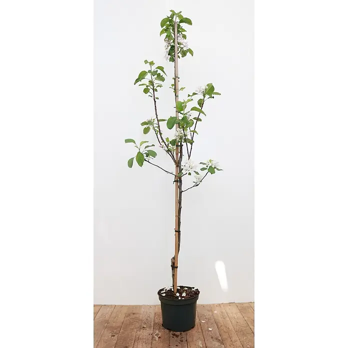 Pflanzen für dich Obstbaum 150-200cm - Malus domestica 'Elstar' - Apfelbaum in Blüte mit weißen und rosa Blüten und grünen Blättern, gestützt von einem Bambusstab, in einem dunkelgrünen Topf.