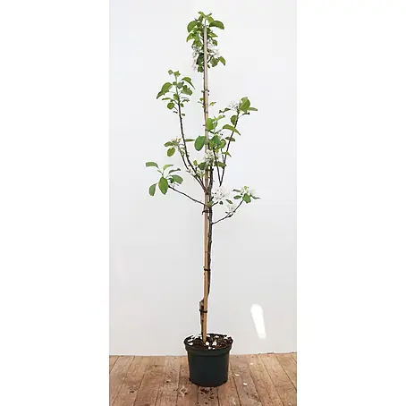 Pflanzen für dich  Obstbaum 150-200cm