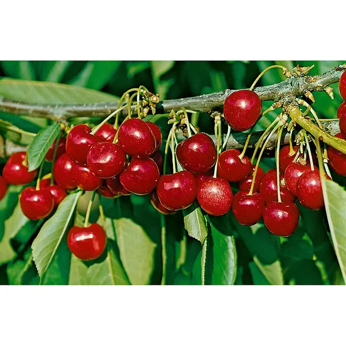 Pflanzen für dich Obstbaum 150-200cm - Prunus avium 'Lapins' - Saftige rote Kirschen reif an einem Ast mit grünen Blättern hängend.