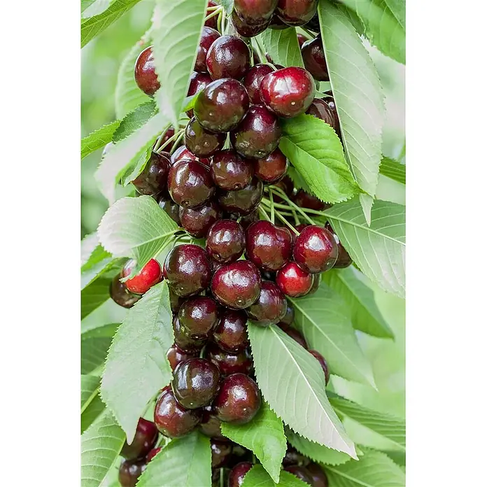 Pflanzen für dich Obstbaum 150-200cm - Prunus avium 'Lapins' - Dunkelrote Kirschen hängen in Trauben an einem Ast zwischen grünen Blättern.