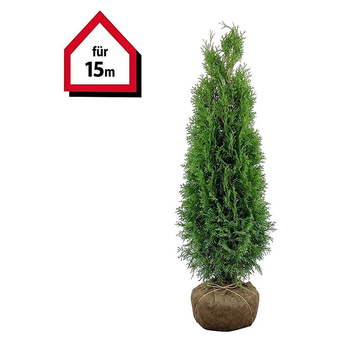 Piardino Lebensbaum Smaragd - 120 cm - 140 cm, Thuja occidentalis 'Smaragd',  30 Stk. online kaufen bei BAUHAUS