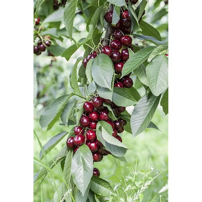 Pflanzen für dich Obstbaum 150-200cm - Prunus avium 'Lapins' - Bündel reifer, dunkelroter Kirschen hängen an einem belaubten Zweig eines Kirschbaums.