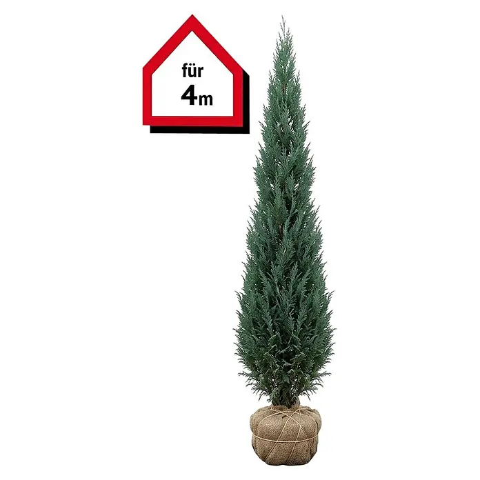 Piardino Blaue Säulenzypresse Columnaris - 200 cm - 220 cm, Chamaecyparis lawsoniana 'Columnaris', 8 Stk. - Hoher blaugrüner Nadelbaum mit Wurzelballen in Jutestoff gewickelt und einem Schild 'für 4m' für die Höhe.
