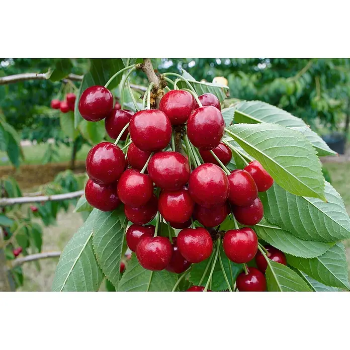 Pflanzen für dich Obstbaum 150-200cm - Prunus avium 'Lapins' - Eine Gruppe glänzender, tiefroter Kirschen hängt reif an einem Ast mit grünen Blättern.