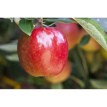 Pflanzen für dich  Obstbaum 150-200 cm