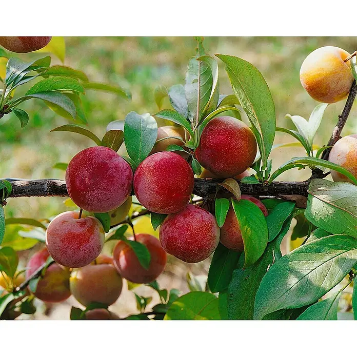 Pflanzen für dich Obstbaum 40 cm - Prunus domestica 'Königin Viktoria' - Reife rote und gelbe Pflaumen hängen an einem belaubten Ast, bereit zur Ernte.