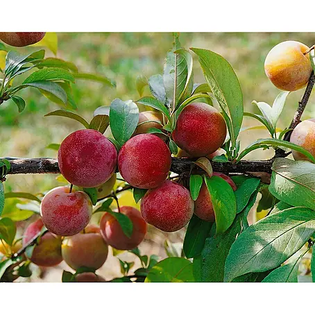Pflanzen für dich  Obstbaum 150-200cm
