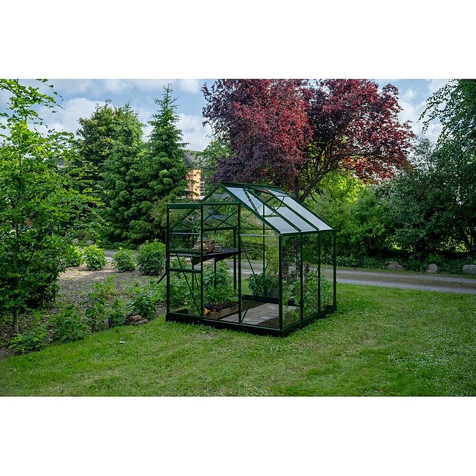Halls Gewächshaus Popular 66 (1,95 x 1,93 x 1,95 m, Blankglas, Glasstärke: 3 mm, Grün)