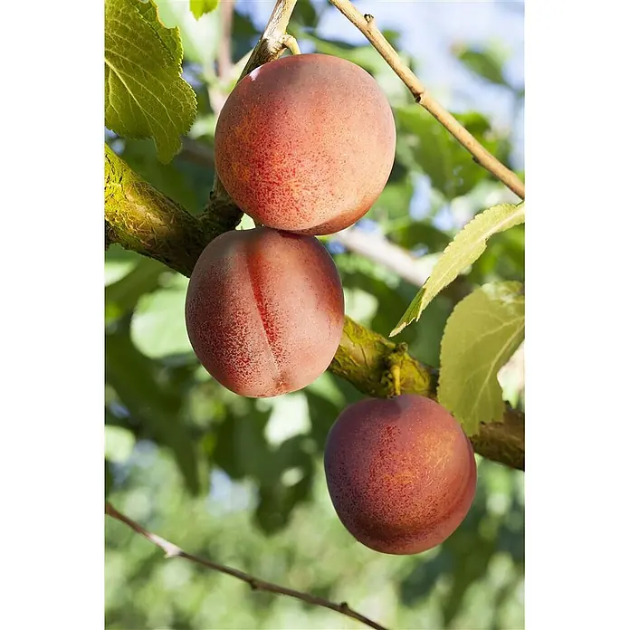 Pflanzen für dich Obstbaum 40 cm - Prunus domestica 'Königin Viktoria' - Drei reife, rot-violette Pflaumen hängen an einem Ast zwischen grünen Blättern.