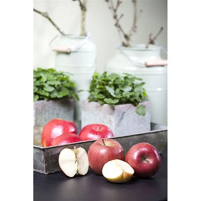Pflanzen für dich Obstbaum 150-200 cm - Malus 'Braeburn' - Rote Äpfel, teils ganz, teils geschnitten, auf dunklem Untergrund und in einem rustikalen Metalltablett, mit unscharfen Pflanzen und Deko im Hintergrund.