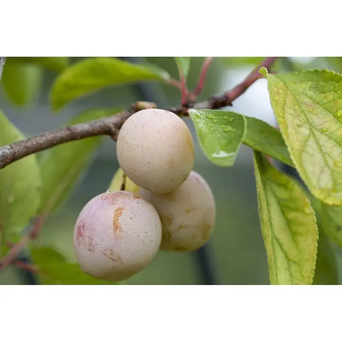 Pflanzen für dich Obstbaum 40 cm - Malus domestica - Drei blasse, reifende Pflaumen mit rötlichen Streifen, an einem belaubten Ast hängend.