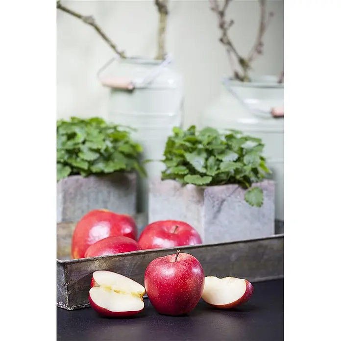 Pflanzen für dich Obstbaum 40 cm - Malus domestica 'Gala' - Frische rote Äpfel, ganz und geschnitten, auf einem Metalltablett mit Topfpflanzen in natürlicher Umgebung.