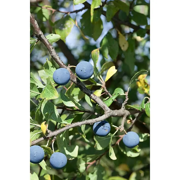 Pflanzen für dich Obstbaum 150-200cm - Prunus domestica 'Opal' - Mehrere blaue, runde Schlehenbeeren mit mattem Überzug hängen an einem Ast mit grünen Blättern.