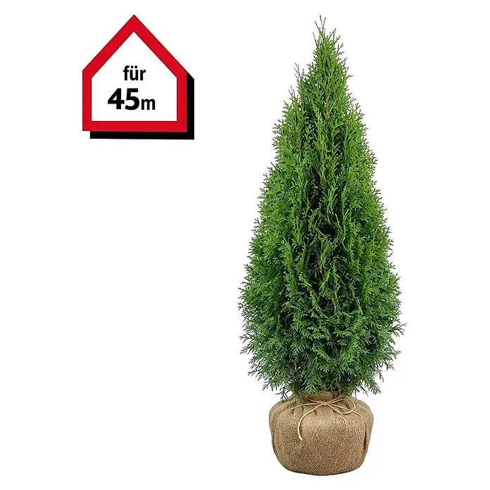 Piardino Lebensbaum Smaragd - 100 cm - 120 cm, Thuja occidentalis 'Smaragd',  90 Stk. online kaufen bei BAUHAUS