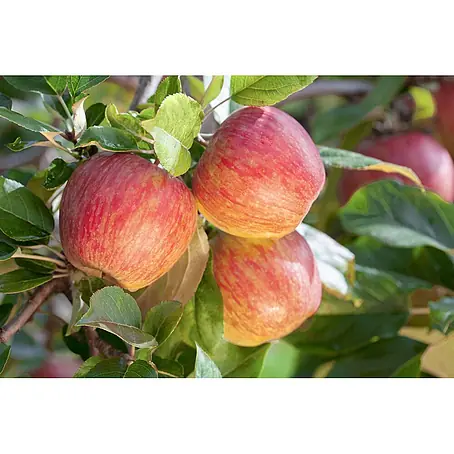 Pflanzen für dich  Obstbaum 150-200cm