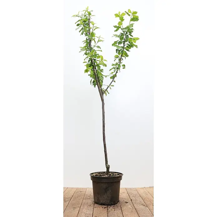 Pflanzen für dich Obstbaum 150-200cm - Prunus domestica 'Opal' - Ein junger Baum mit grünen Blättern in einem schwarzen Plastiktopf, pflanzbereit.