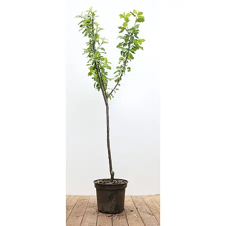 Pflanzen für dich  Obstbaum 150-200cm