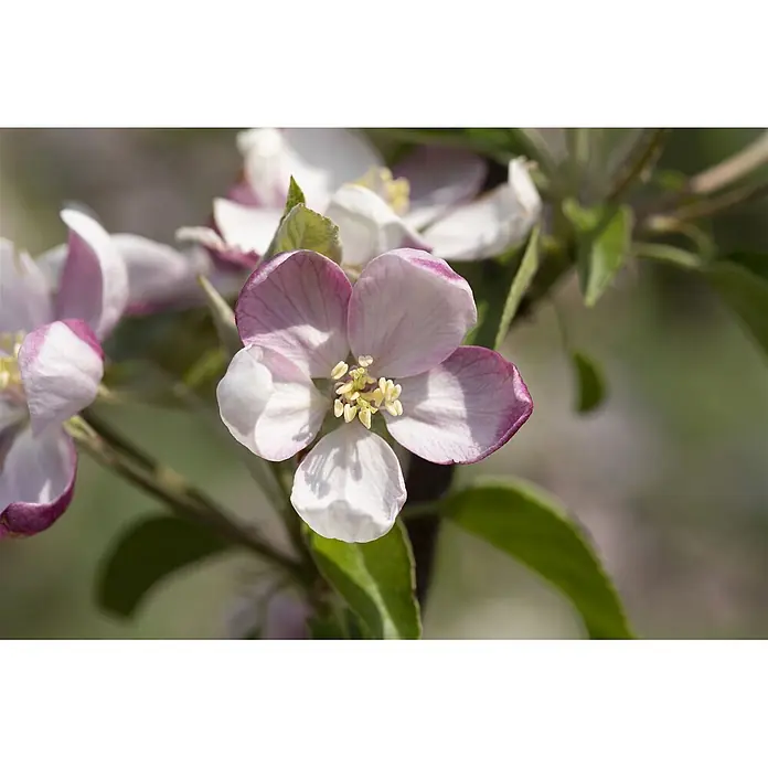 Pflanzen für dich Obstbaum 150-200cm - Malus domestica 'Ingrid Marie' - Rosa-weiße Apfelblüte mit gelben Staubblättern an einem Ast.