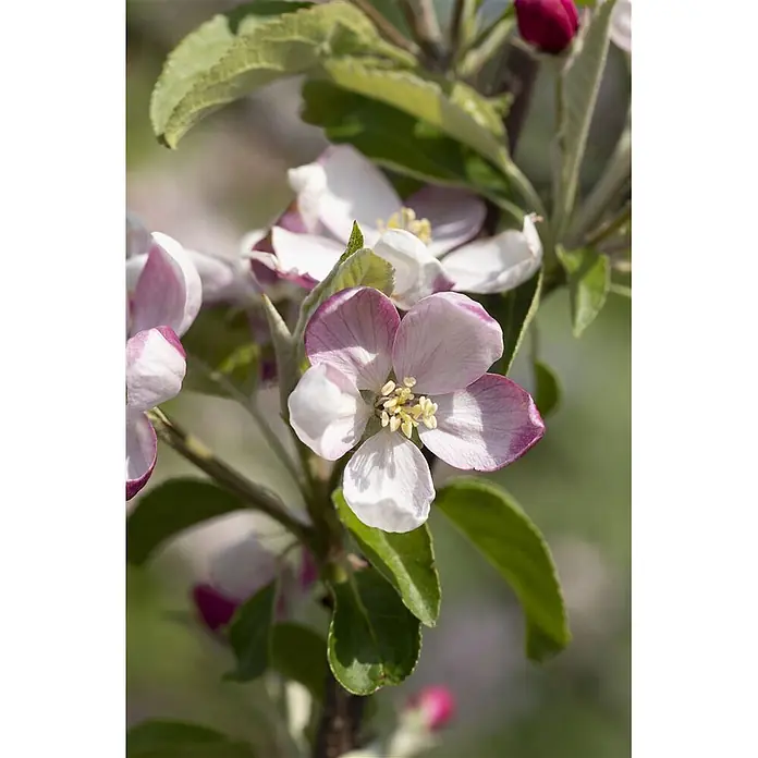 Pflanzen für dich Obstbaum 150-200cm - Malus domestica 'Ingrid Marie' - Zarte Apfelblüten mit weißen und rosa Blütenblättern, gelben Staubblättern, grünen Blättern und einer roten Knospe am Ast.