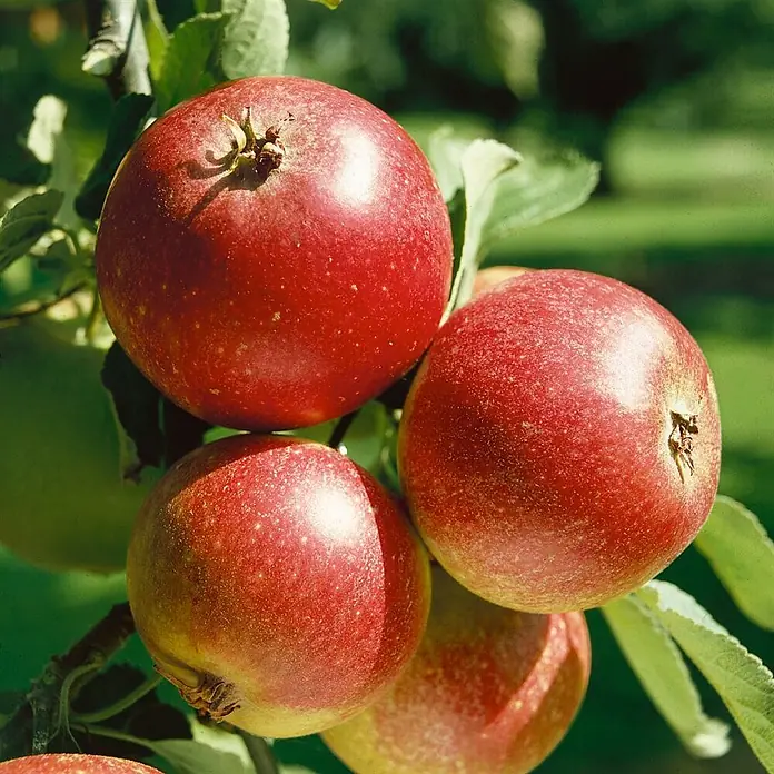 Pflanzen für dich Obstbaum 150-200cm - Malus domestica 'Ingrid Marie' - Nahaufnahme von mehreren reifen roten Äpfeln mit Grüntönen, die an einem Ast im hellen Sonnenlicht hängen.