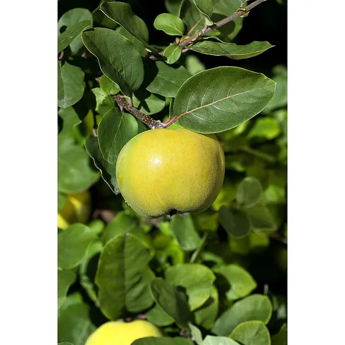 Pflanzen für dich Obstbaum 40 cm - Malus domestica - Reife gelb-grüne Quitte hängt an einem Ast, umgeben von grünen Blättern.