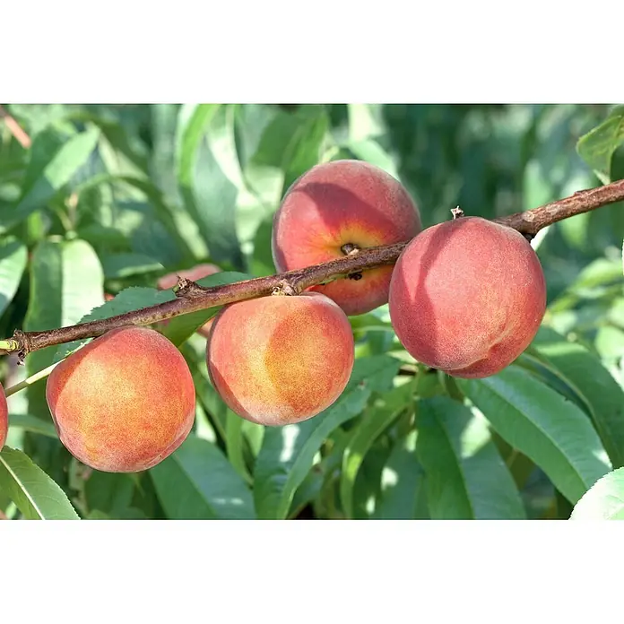 Pflanzen für dich Obstbaum 150-200cm - Prunus persica 'Dixired' - Mehrere reife, rötlich-orangefarbene Pfirsiche wachsen an einem braunen Ast.
