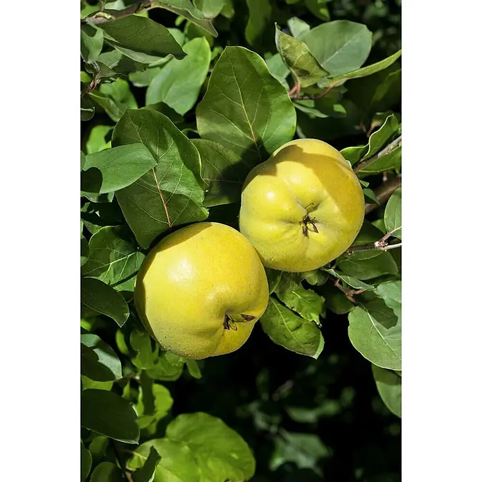 Pflanzen für dich Obstbaum 40 cm - Malus domestica - Zwei gelb-grüne Quitten hängen an einem Ast zwischen grünen Blättern.