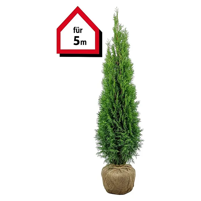 Piardino Lebensbaum Smaragd - 160 cm - 180 cm, Thuja occidentalis 'Smaragd',  10 Stk. online kaufen bei BAUHAUS