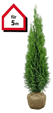 Piardino Lebensbaum Smaragd - 160 cm - 180 cm, Thuja occidentalis 'Smaragd',  10 Stk. online kaufen bei BAUHAUS