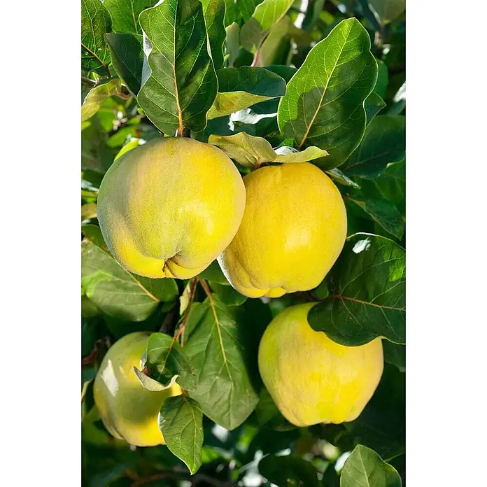 Pflanzen für dich Obstbaum 40 cm - Malus domestica - Reife gelbe Quitten hängen am Baum zwischen grünen Blättern.