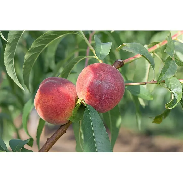 Pflanzen für dich Obstbaum 150-200cm - Prunus persica 'Dixired' - Zwei reife, rot-orangefarbene Pfirsiche wachsen an einem Ast mit grünen Blättern.