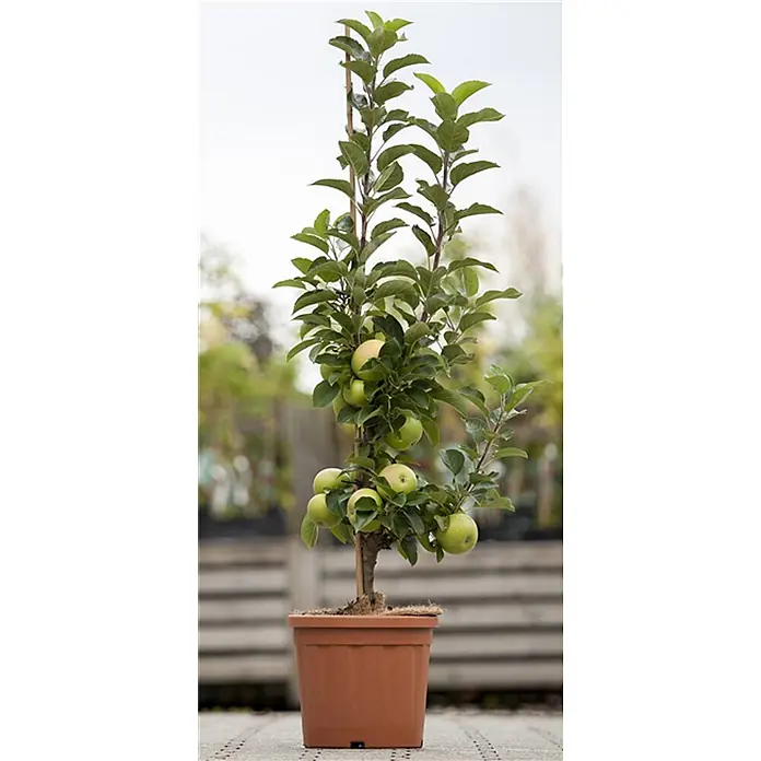Pflanzen für dich Obstbaum 40 cm - Malus domestica 'Gala' - Säulenapfelbaum in braunem Topf, beladen mit grünen Äpfeln.