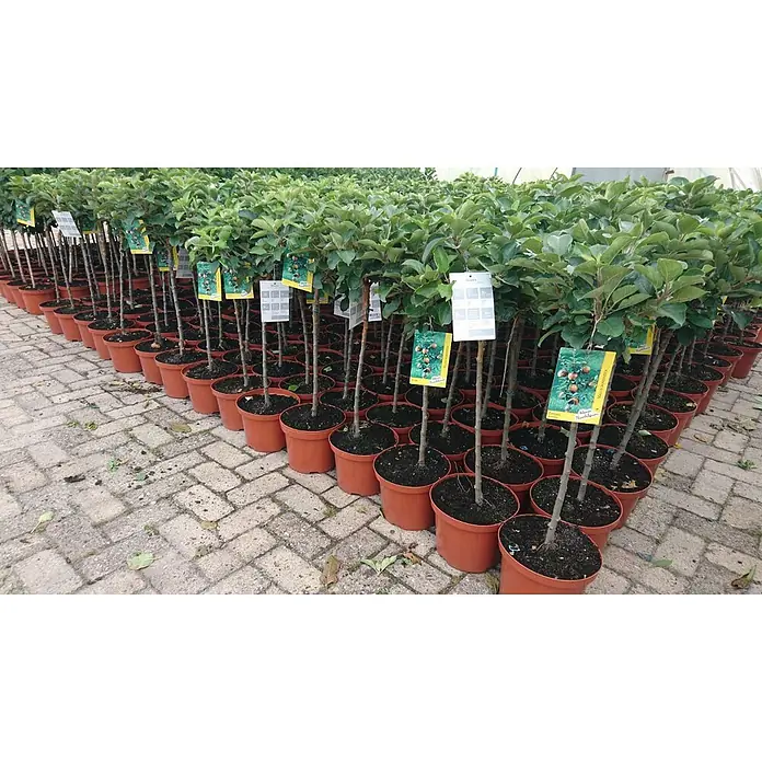 Pflanzen für dich Obstbaum 40 cm - Malus domestica 'Gala' - Reihen junger Obstbäume in Terrakotta-Töpfen mit grünem Laub und Produktetiketten, in einer Gärtnerei ausgestellt.