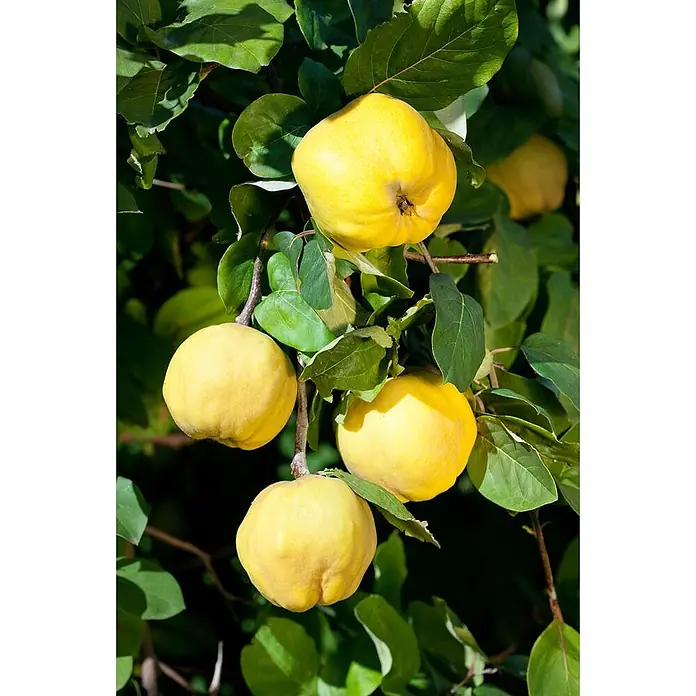 Pflanzen für dich Obstbaum 40 cm - Malus domestica - Leuchtend gelbe Quitten hängen an einem Ast, umgeben von grünen Blättern.