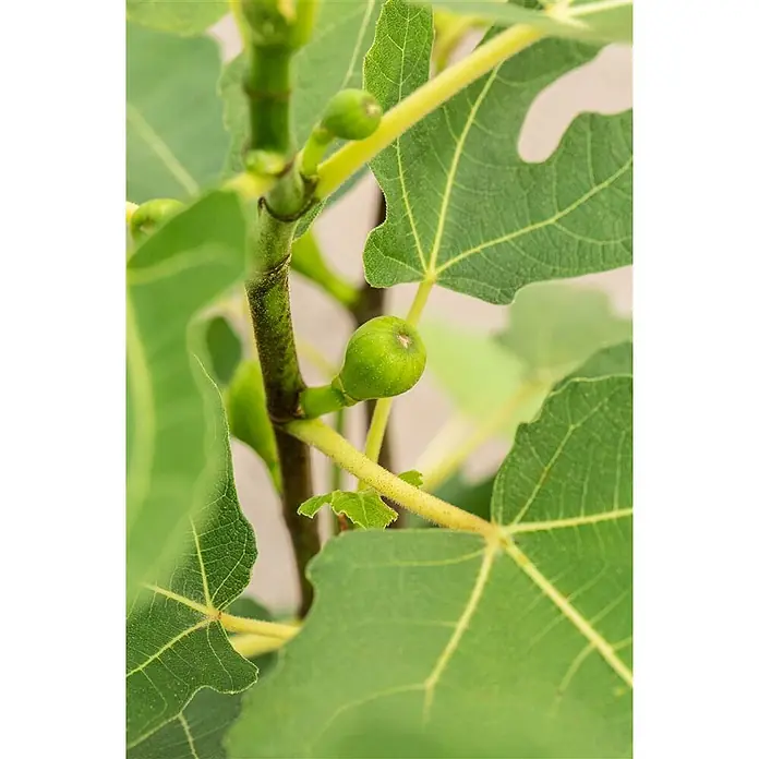 Pflanzen für dich Obstbaum 60-80 cm - Ficus carica 'Firoma' - Nahaufnahme einer Feigenpflanze mit kleinen, grünen, unreifen Feigen und grünen Blättern.