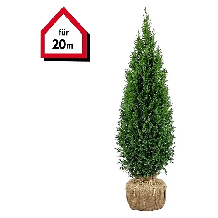 Piardino Lebensbaum Smaragd - 120 cm - 140 cm, Thuja occidentalis 'Smaragd',  40 Stk. online kaufen bei BAUHAUS