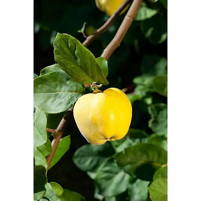 Pflanzen für dich Obstbaum 40 cm - Malus domestica - Eine reife gelbe Quittenfrucht hängt an einem Ast, umgeben von grünen Blättern.