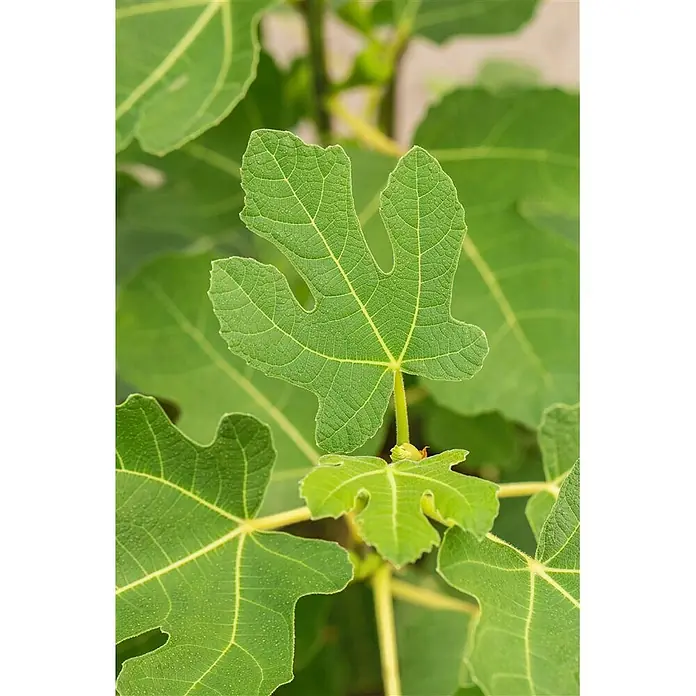 Pflanzen für dich Obstbaum 60-80 cm - Ficus carica 'Firoma' - Lebhaft grünes Feigenblatt mit sichtbaren Adern und charakteristischer gelappter Form an der Pflanze.