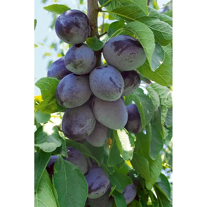 Pflanzen für dich Obstbaum 40 cm - Malus domestica - Reife, dunkelviolette Pflaumen mit blauer Bereifung hängen in Büscheln an einem Ast mit grünen Blättern.