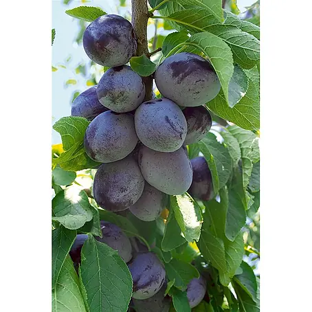 Pflanzen für dich  Obstbaum 150-200cm